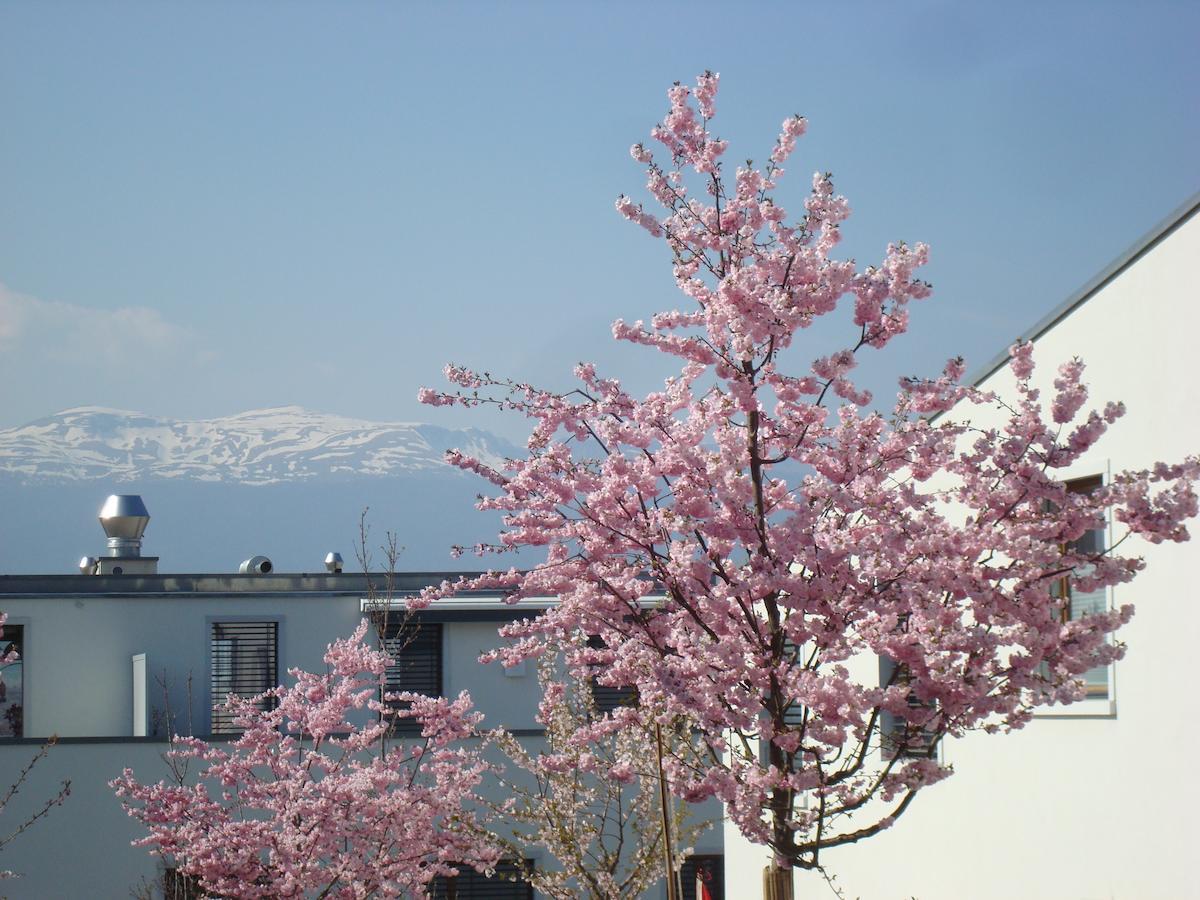 Wonderlandscape Guest House Le Grand Saconnex Buitenkant foto